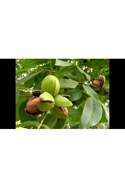 Горіх грецький Мирослава (щеплений)