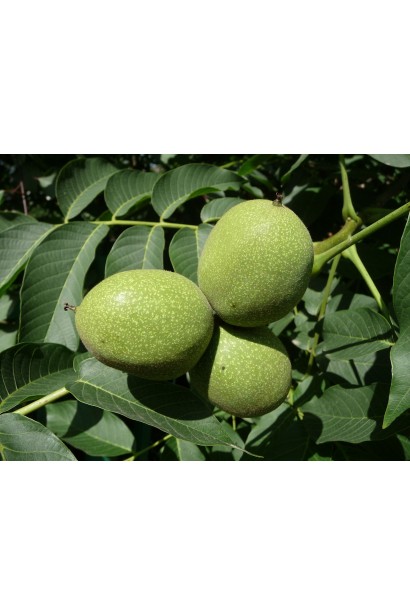 Плоди Горіху грецького Мирослава на дереві