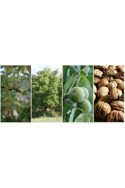 Волоський горіх сорту Мирослава