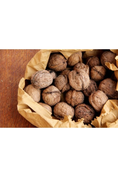 Волоський горіх сорту Мирослава