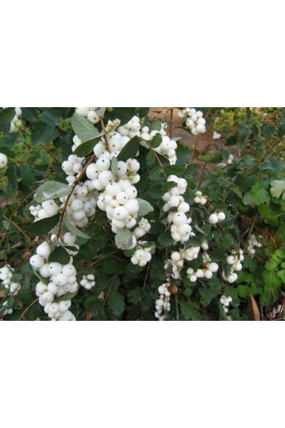 Сніжноягідник Вайт Хедж – густий кущ із білими ягодами