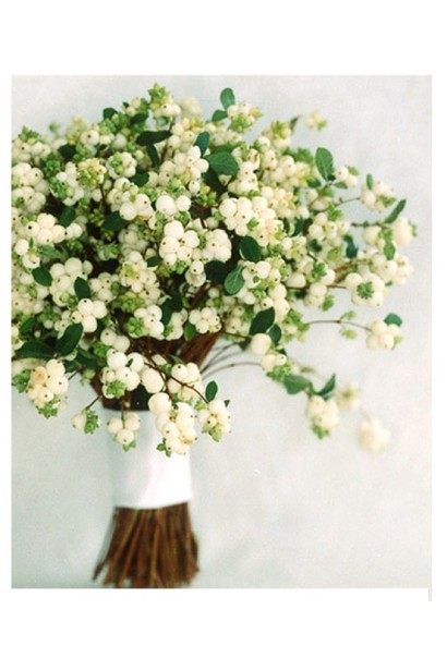 Сніжноягідник White Hedge – ідеальний вибір для декору