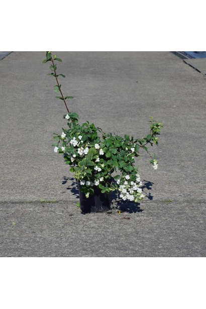 Сніжноягідник доренбоза Вайт Хедж