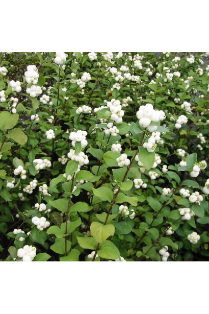 Сніжноягідник Вайт Хедж – компактний кущ із густим листям