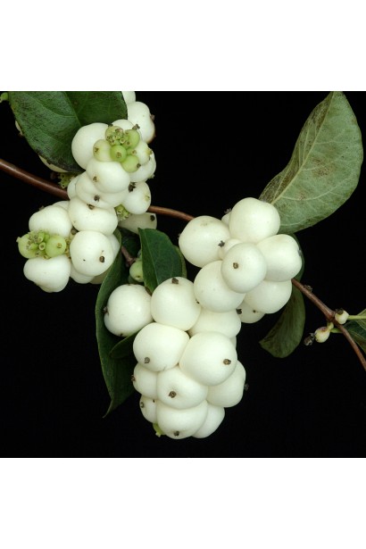 Symphoricarpus White Hedge – плоди, що приваблюють птахів