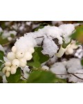 Снежноягодник доренбоза Вайт Хедж | Сніжноягідник доренбоза Вайт Хедж | Symphoricarpus Doorenbosii White Hedge