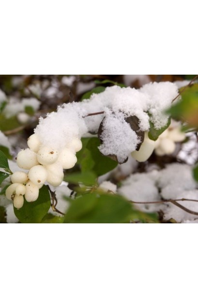 Сніжноягідник Вайт Хедж – компактна рослина для бордюрів
