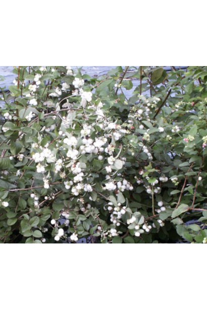 Сніжноягідник Вайт Хедж – густі гілки з білими плодами