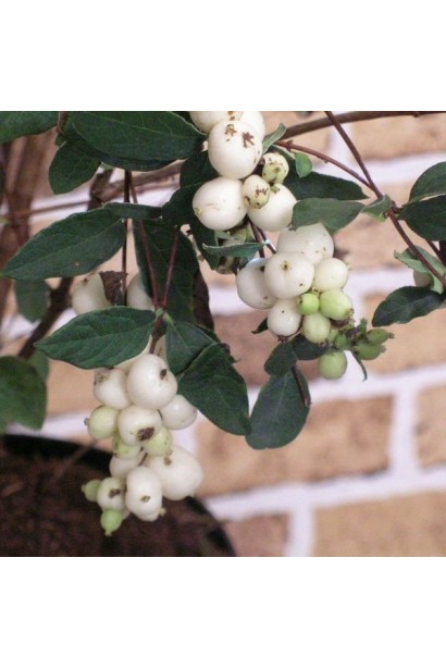 Сніжноягідник доренбоза Вайт Хедж