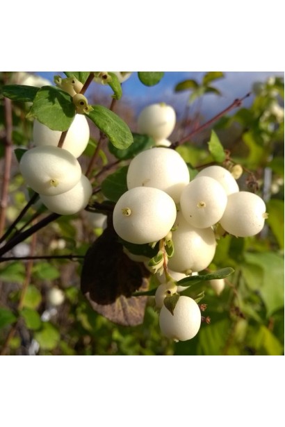 Сніжноягідник Вайт Хедж – великі білі ягоди на гілках