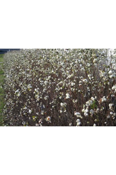 Сніжноягідник White Hedge – довговічний декоративний кущ