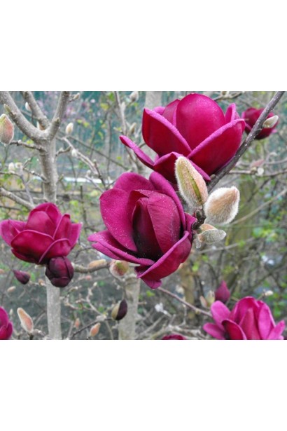 Магнолія Суланжа Джені келихоподібні темно-рубінові квіти