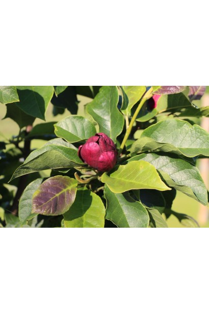 Розпускання бутону магнолії Джені