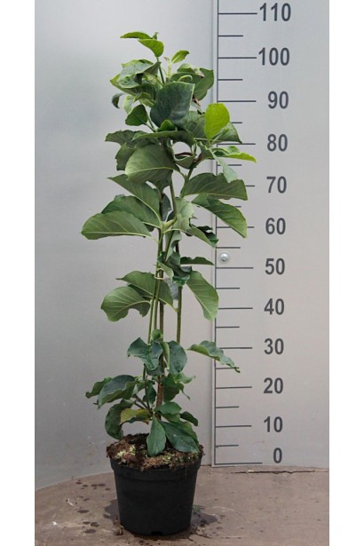 Магнолія Джені саджанець 80-100 см в контейнері