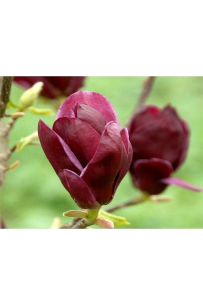 Рубінові квіти магнолії Дженні схожі на тюльпани