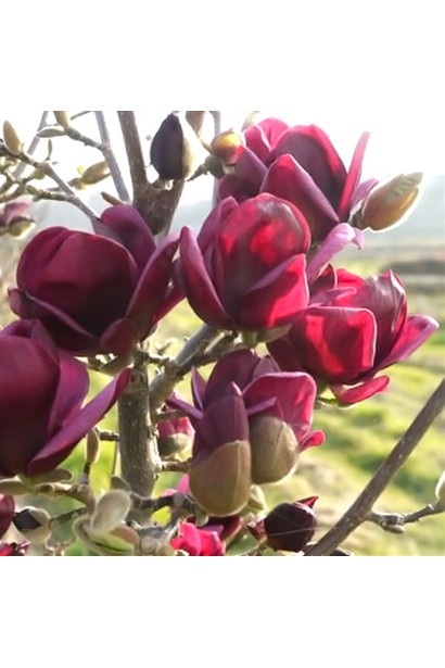 Магнолія Суланжа Джені