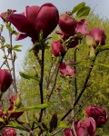 Магнолія суланжа Джені | Magnolia soulangiana Genie | Магнолия суланжа Джени