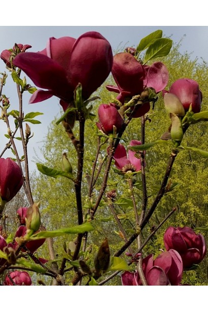 Магнолія Сулянжа Genie 