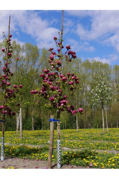 Magnolia Soulangiana Genie