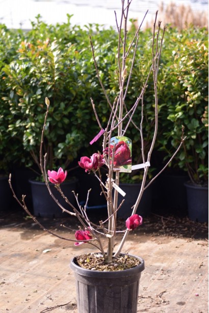 Магнолія Суланжа Дженні в горщику 3 л