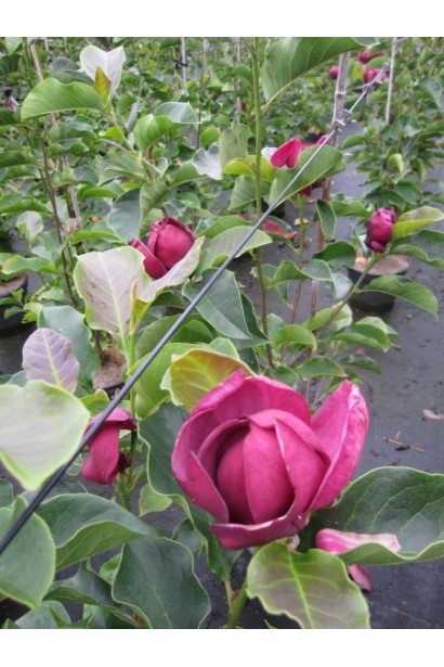 Магнолія гібридна Джені квітучі саджанці