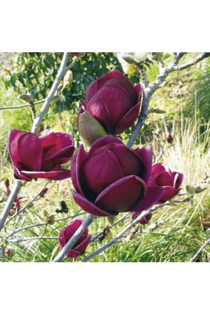 Магнолія Genie бордові тюльпаноподібні квіи