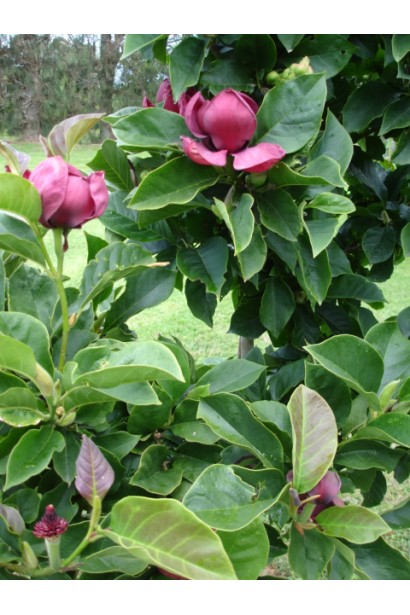 Магнолія пурпурна Дженні