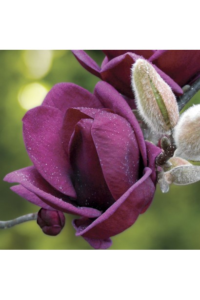 Магнолія темно-пурпурова Джені