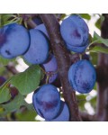Слива домашняя Чачакская Лепотика | Слива домашня Чачакська Лепотіка | Prunus domestica Chachak Lepotika