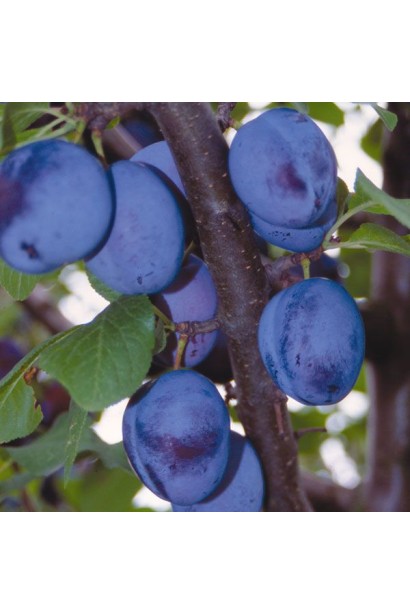 Prunus Chachak Lepotika – блискучі темно-фіолетові плоди