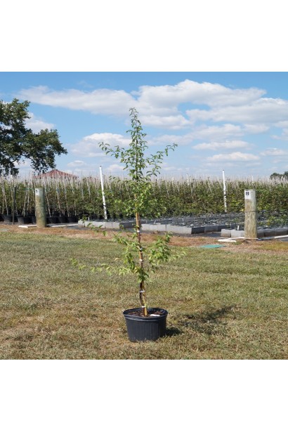 Слива Чачакська Лепотіка – ранній сорт