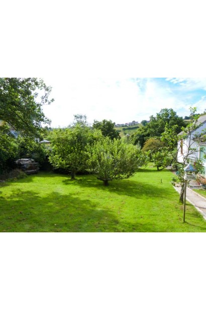 Дерево сливи Чачакська Лепотіка в саду