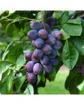 Слива домашня Чачакська Лепотіка | Слива домашняя Чачакская Лепотика | Prunus domestica Chachak Lepotika