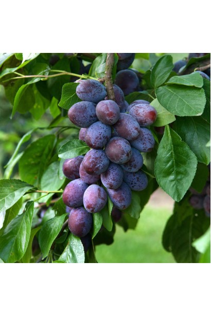 Слива Чачакська Лепотіка на гілці