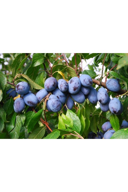 Соковиті плоди сливи Чачакської Лепотіки