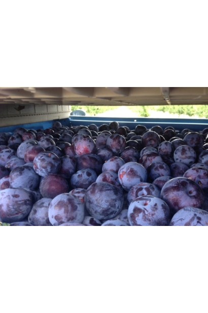 Слива Чачакська Лепотіка – насичений смак і аромат