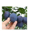 Слива домашняя Чачакская Лепотика | Слива домашня Чачакська Лепотіка | Prunus domestica Chachak Lepotika