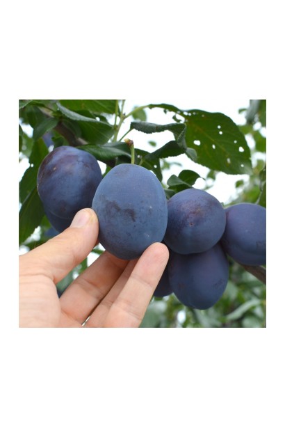 Слива Чачакська Лепотіка – для свіжого споживання