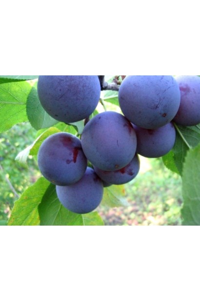 Слива домашня Кардинал