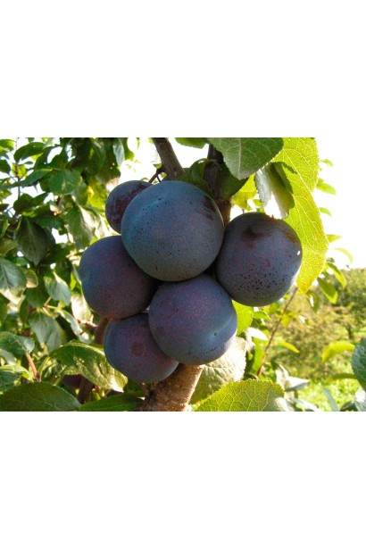 Слива домашня Кардинал