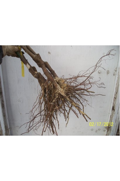 Саджанець сливи Кардинал з відкритою кореневою системою