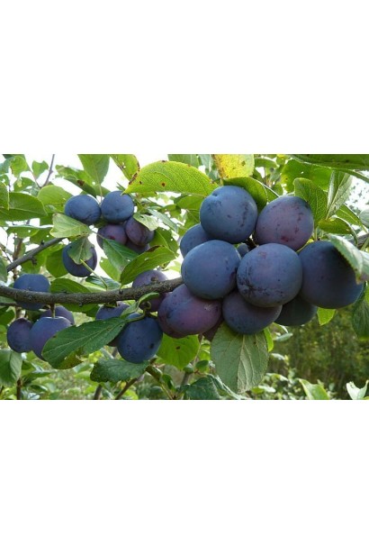 Гілка сливи Кардинал із стиглими фруктами