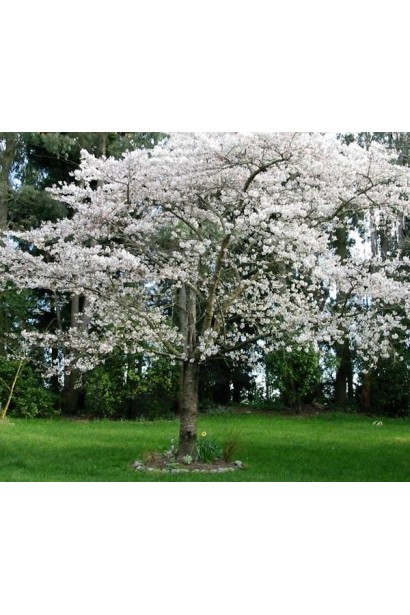 Цвітіння дерева сливи кардинал