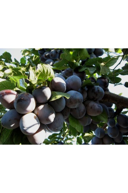 Слива домашня Кардинал