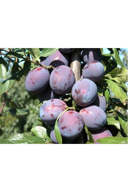 Стиглі сливи Кардинал у саду