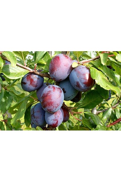 Слива Кардинал – сорт з великими плодами