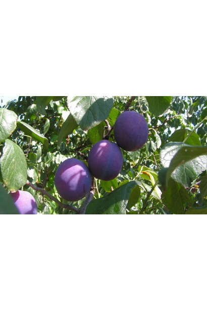 Слива Кардинал – солодкі й ароматні плоди