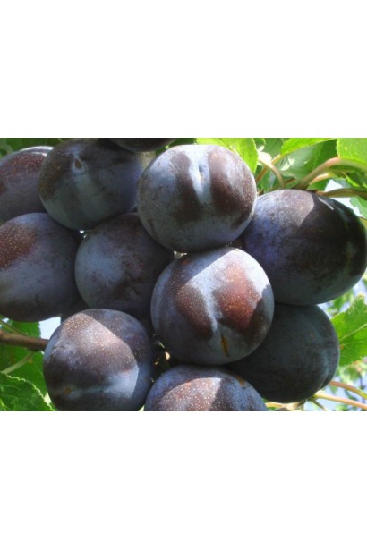 Великі плоди сливи Кардинал