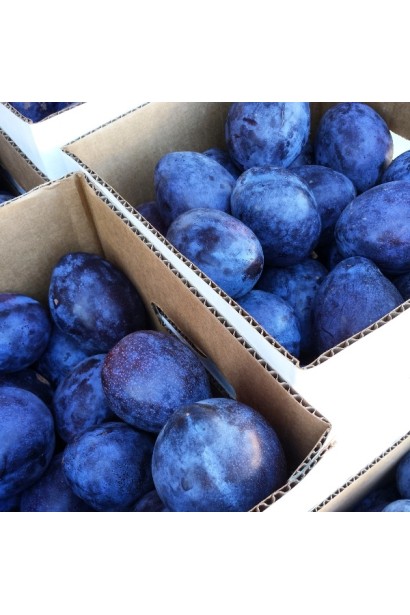 Врожай сливи Кардинал у кошику