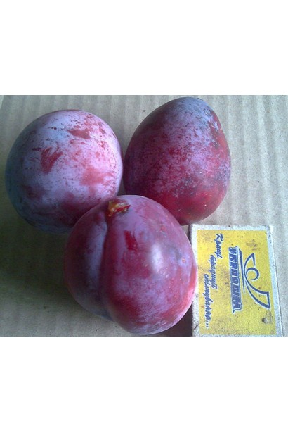 Великі плоди сливи Ісполінська